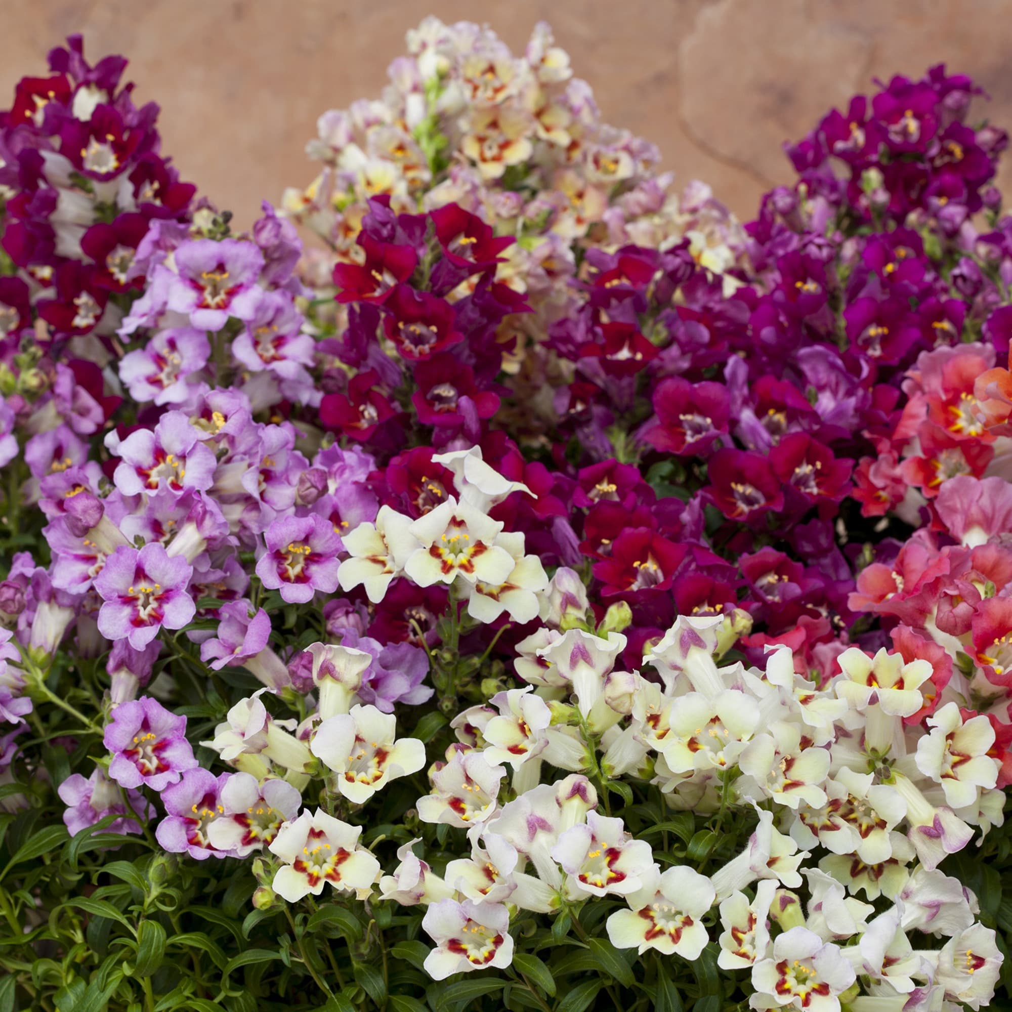 Antirrhinum