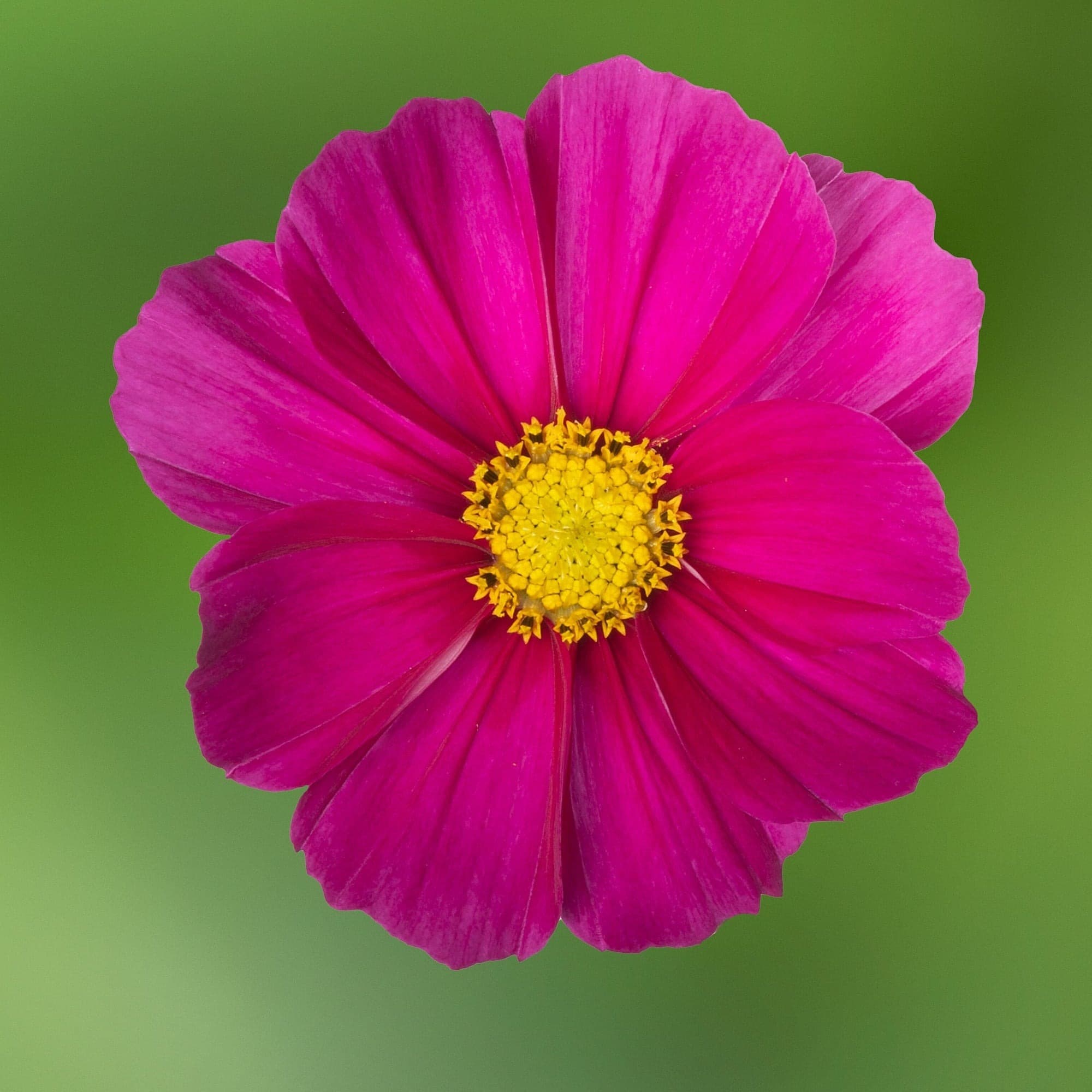 Cosmos