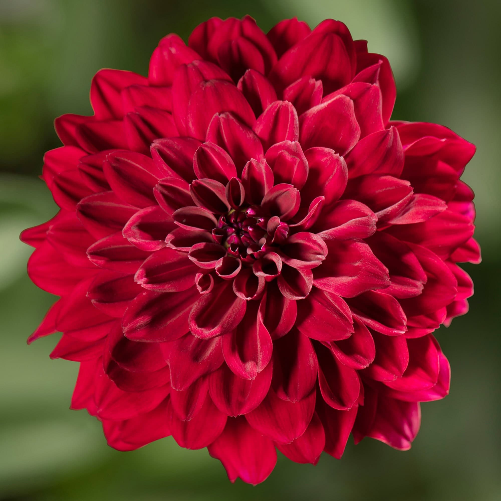 Dahlia