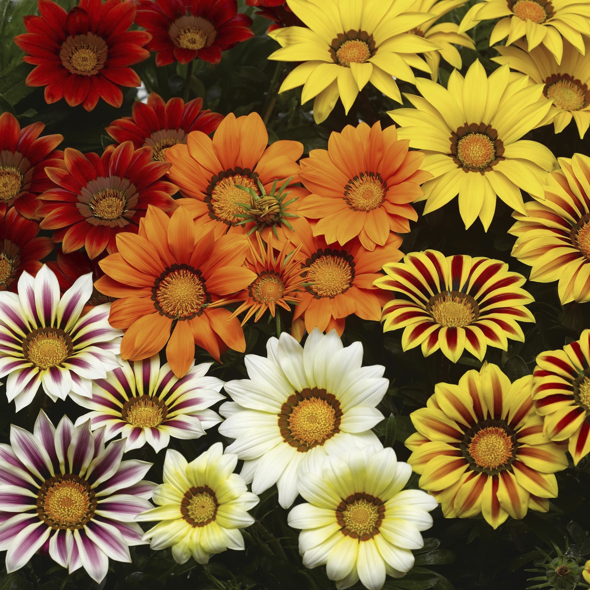 Gazania