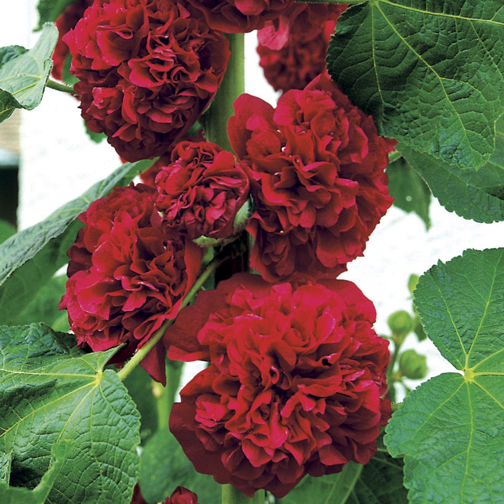 Hollyhock